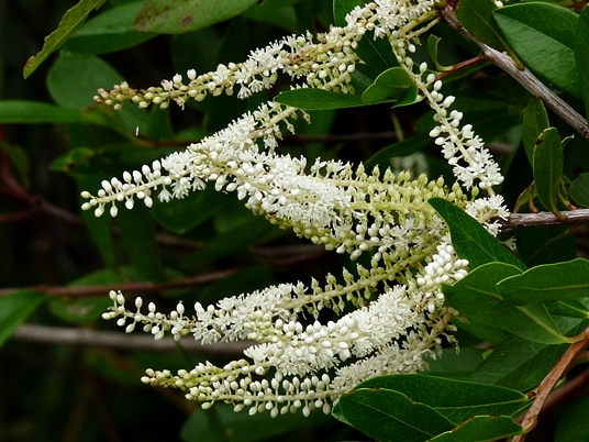 {Cyrilla racemiflora}